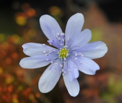 Good sized blue flowers